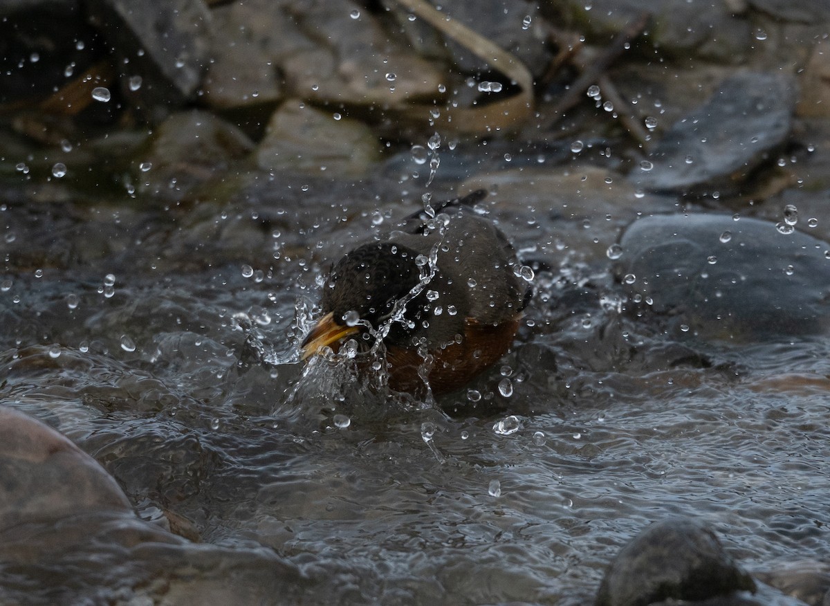 コマツグミ - ML646093943