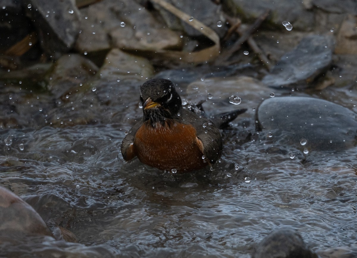 コマツグミ - ML646093945