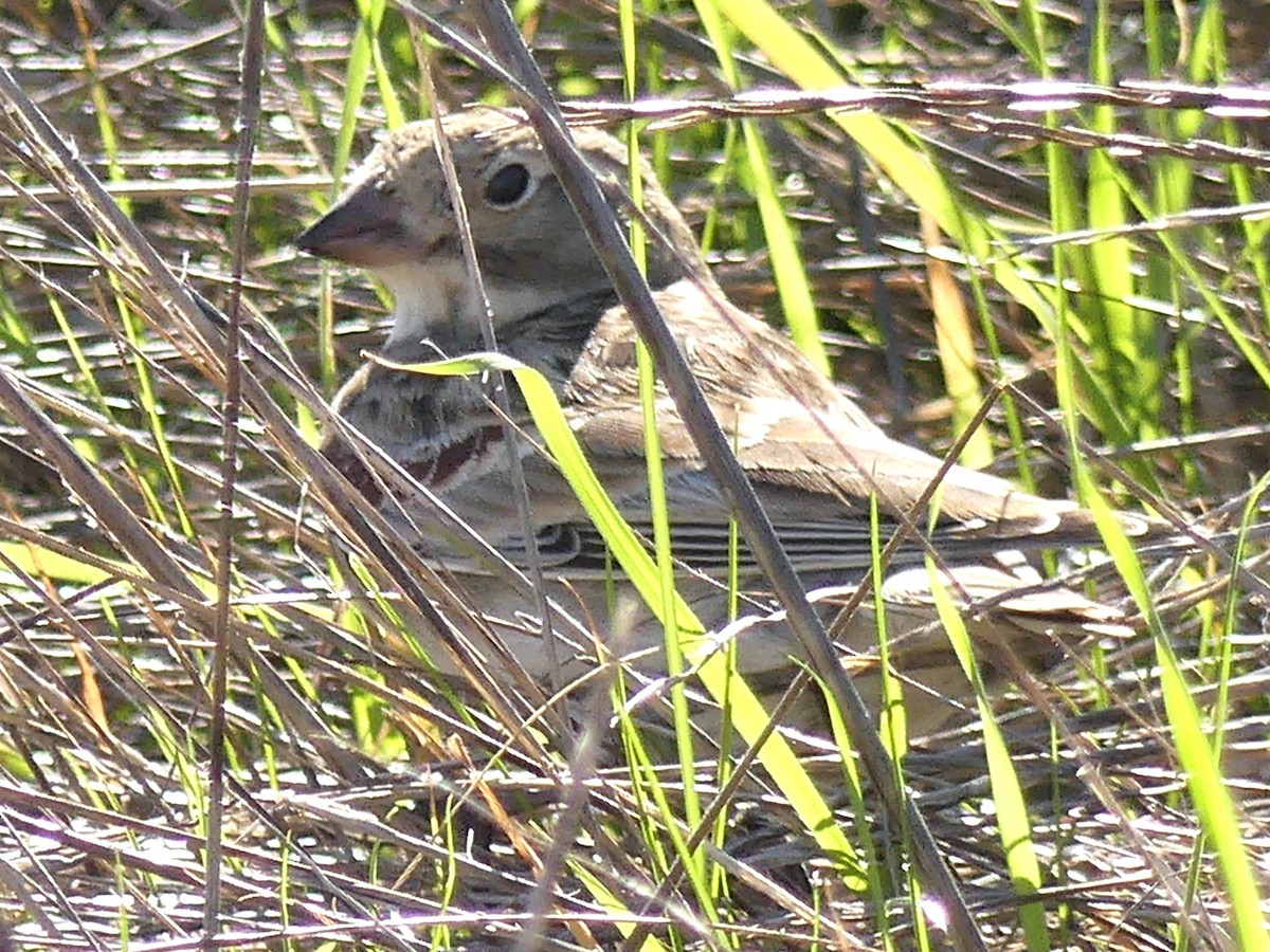 Thick-billed Longspur - ML646093946