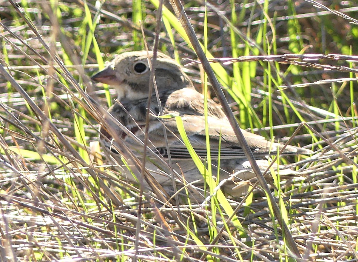 Thick-billed Longspur - ML646093947