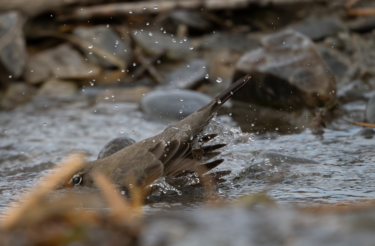 コマツグミ - ML646093948