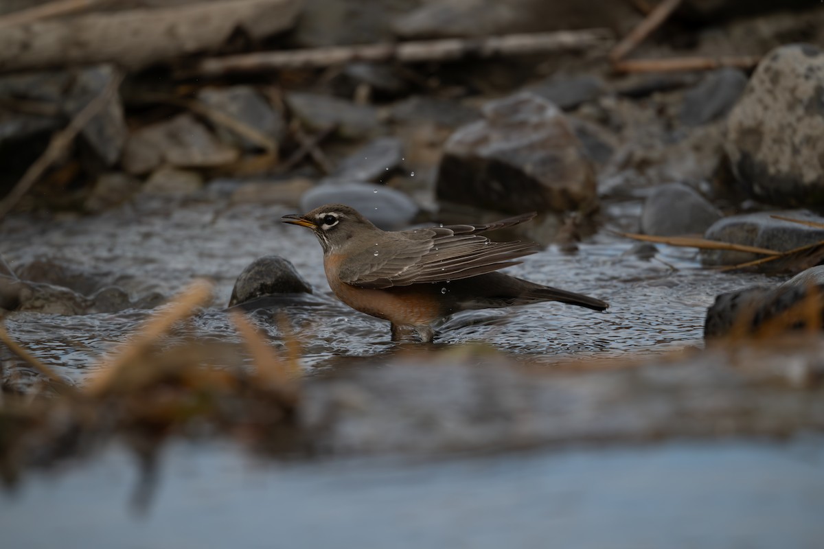 コマツグミ - ML646093949