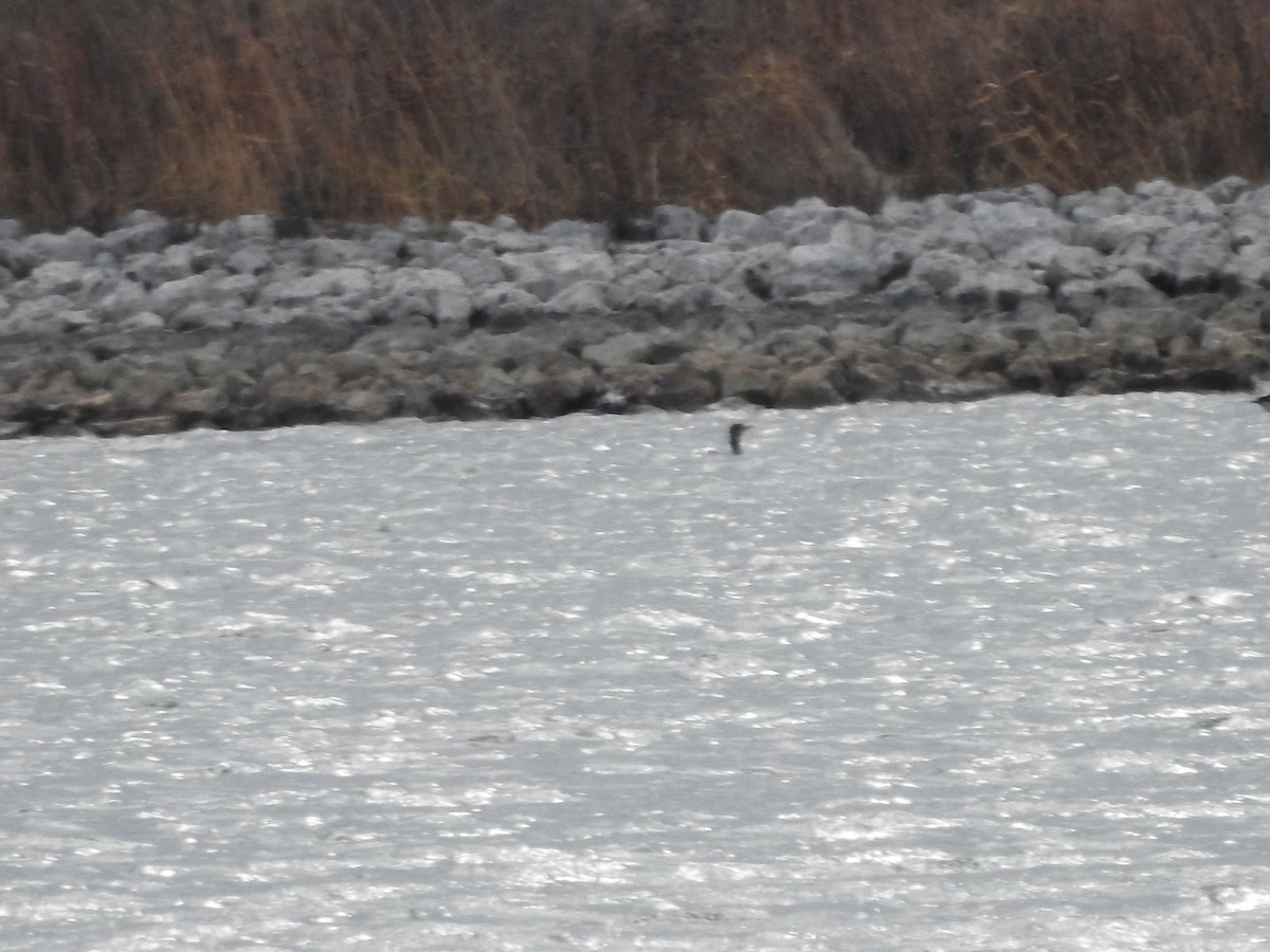 Double-crested Cormorant - ML646093950