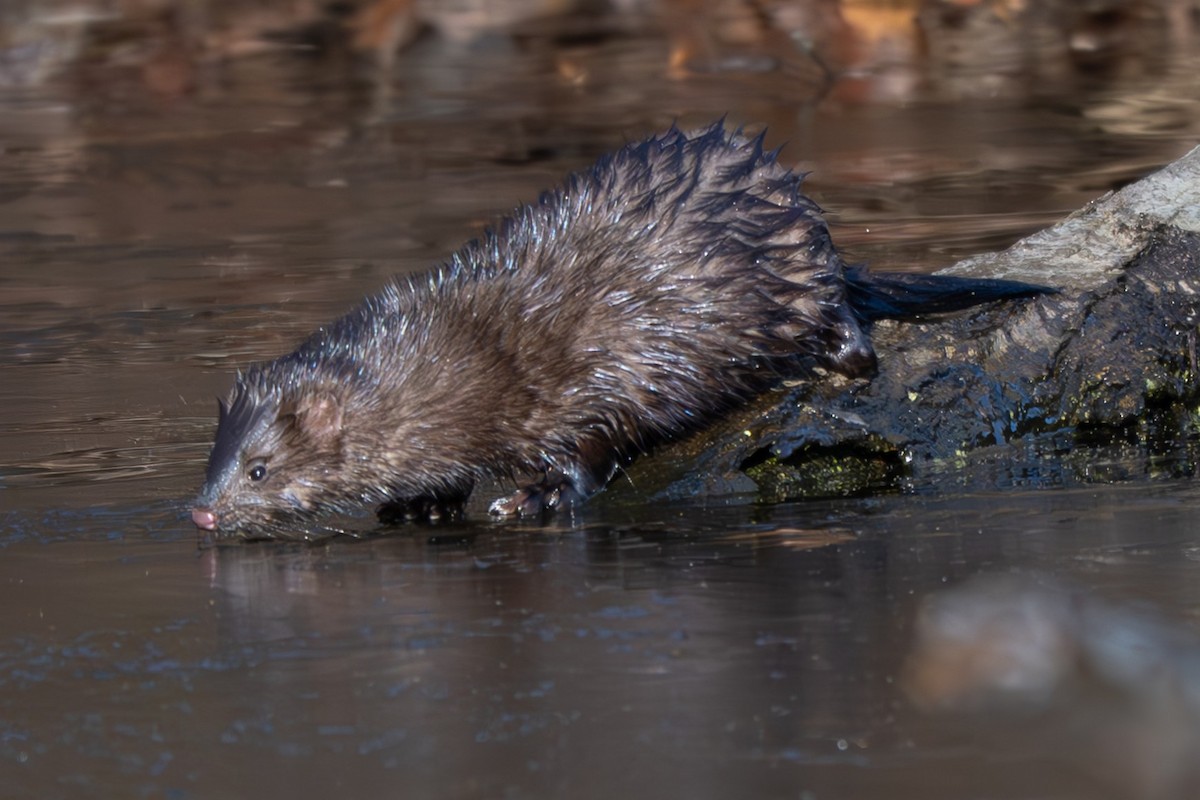 Animals - ML646093951