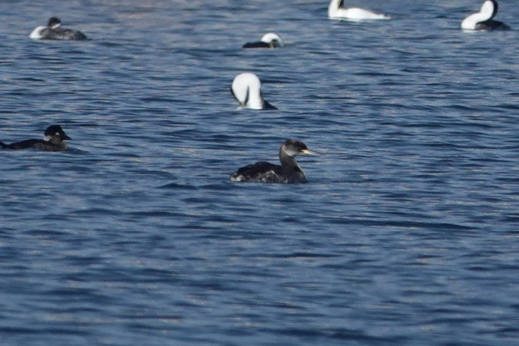 Murgil lepagorria - ML646093952