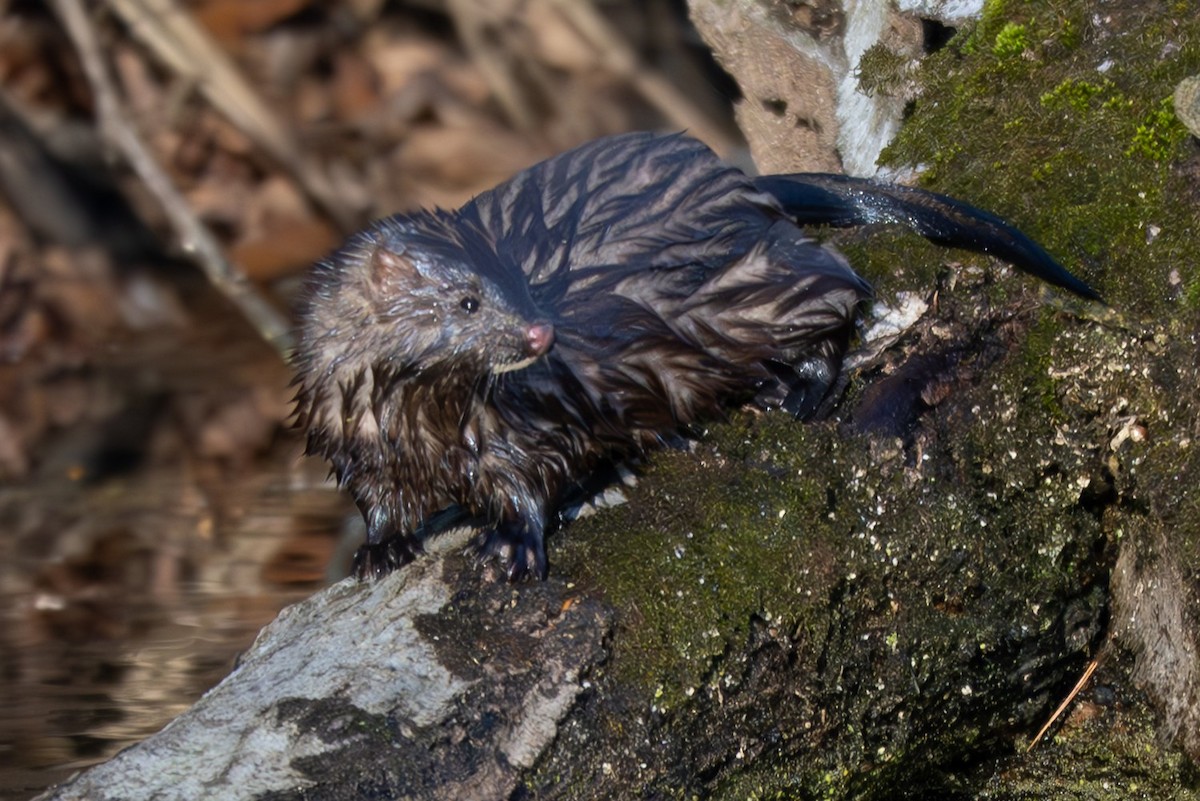 Animals - ML646093959