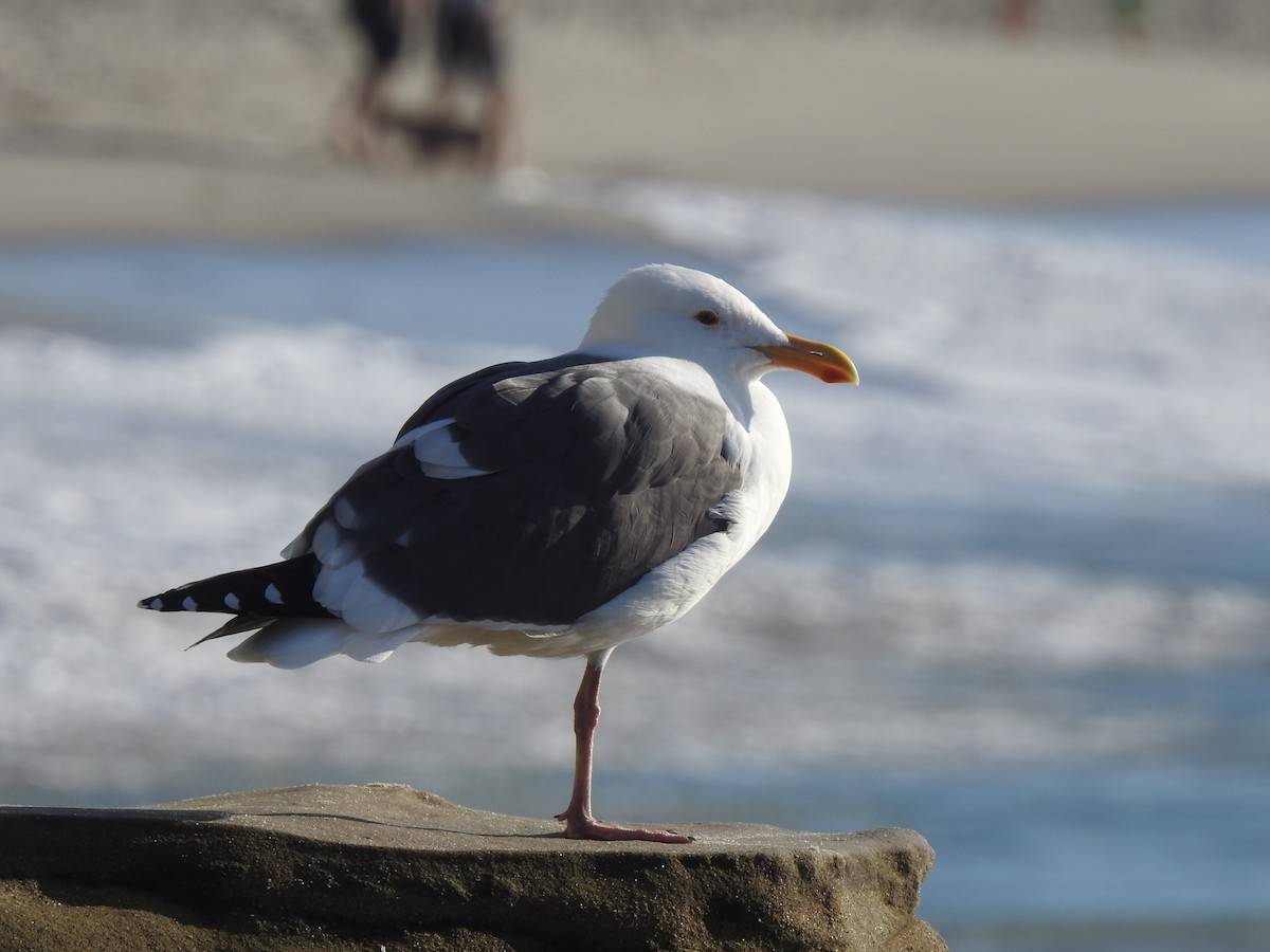 Western Gull - ML646093960