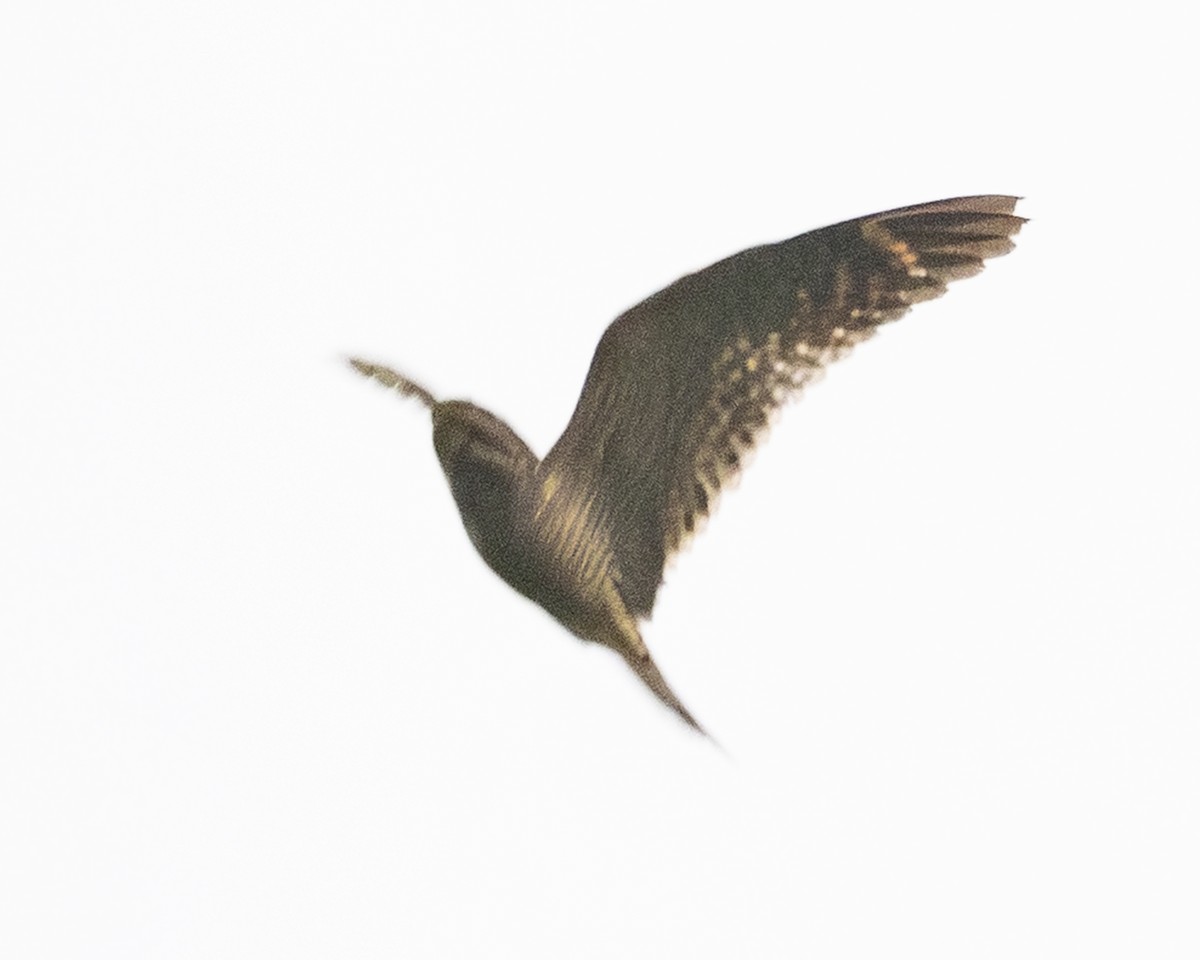 Lesser Nighthawk - ML646093964