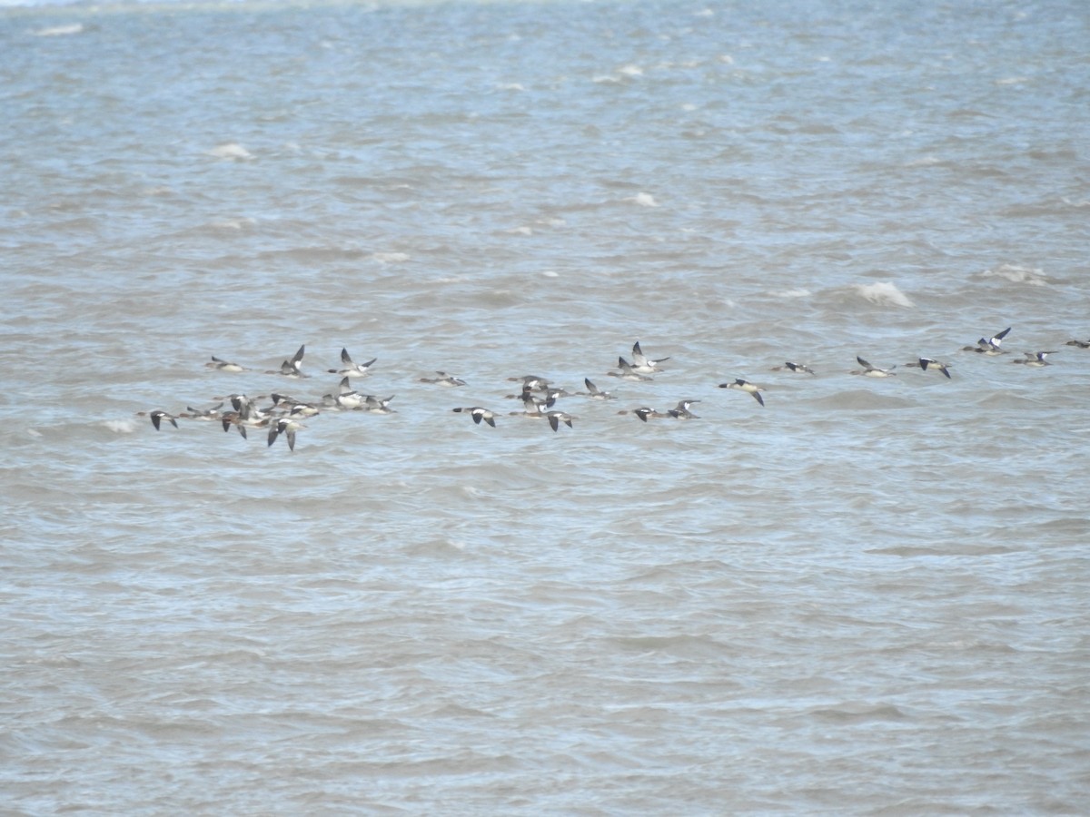 Red-breasted Merganser - ML646093966