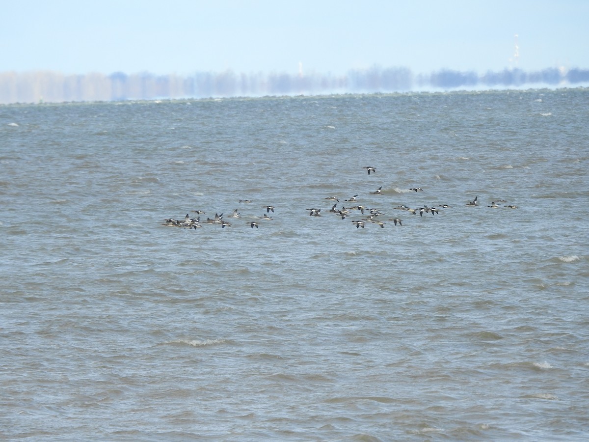 Red-breasted Merganser - ML646093968