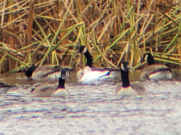 Ross's Goose - ML646093969