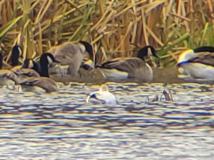 Ross's Goose - ML646093970