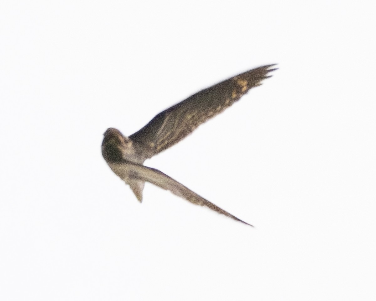 Lesser Nighthawk - ML646093971