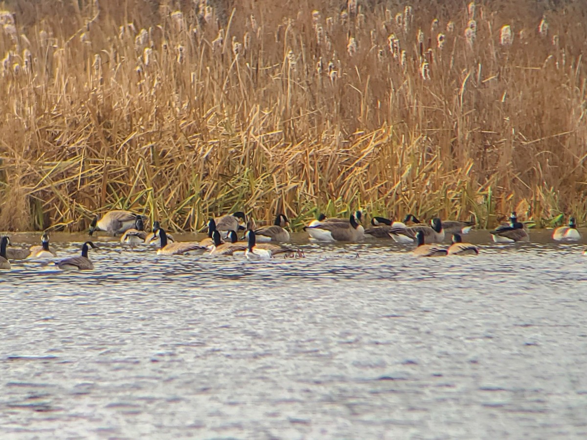 Kanadagans - ML646093974