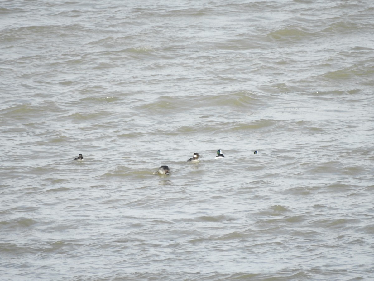 Bufflehead - ML646093975