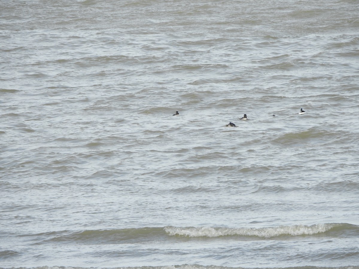 Bufflehead - ML646093976