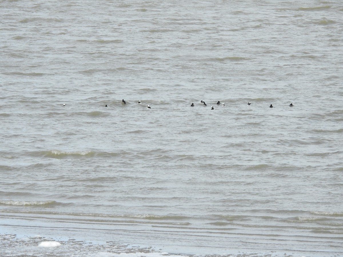 Bufflehead - ML646093977