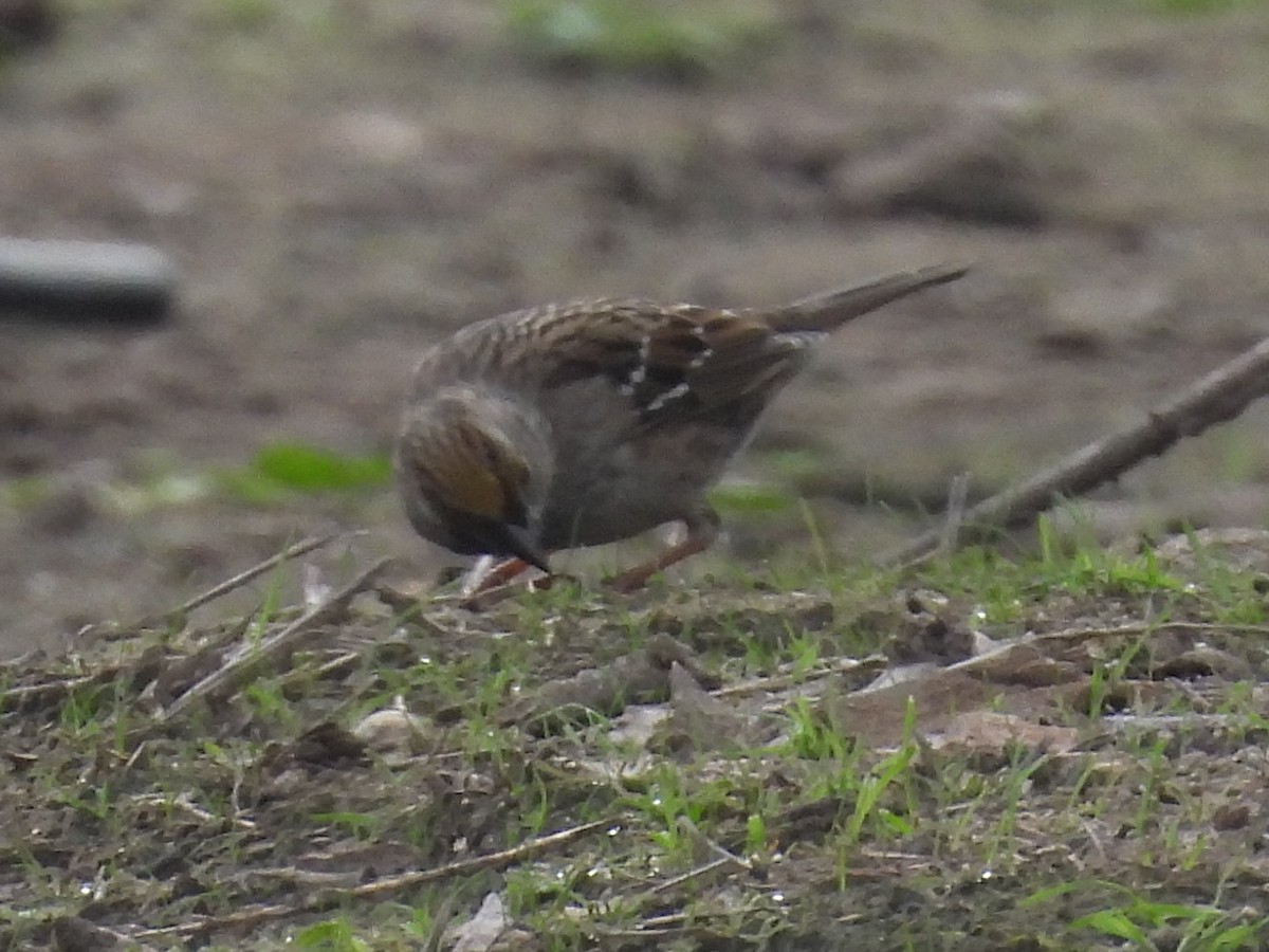 Golden-crowned Sparrow - ML646093978