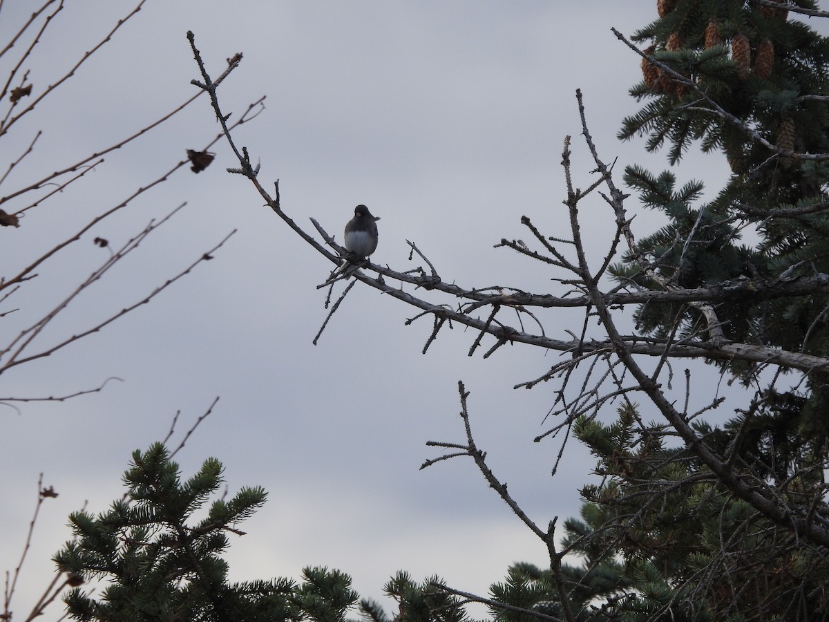 Dark-eyed Junco - ML646093979