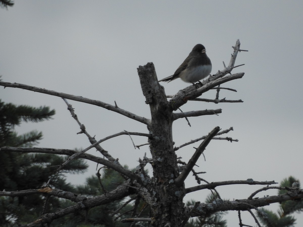 Dark-eyed Junco - ML646093980