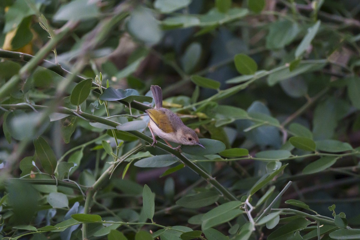Green-backed Camaroptera - ML646093981