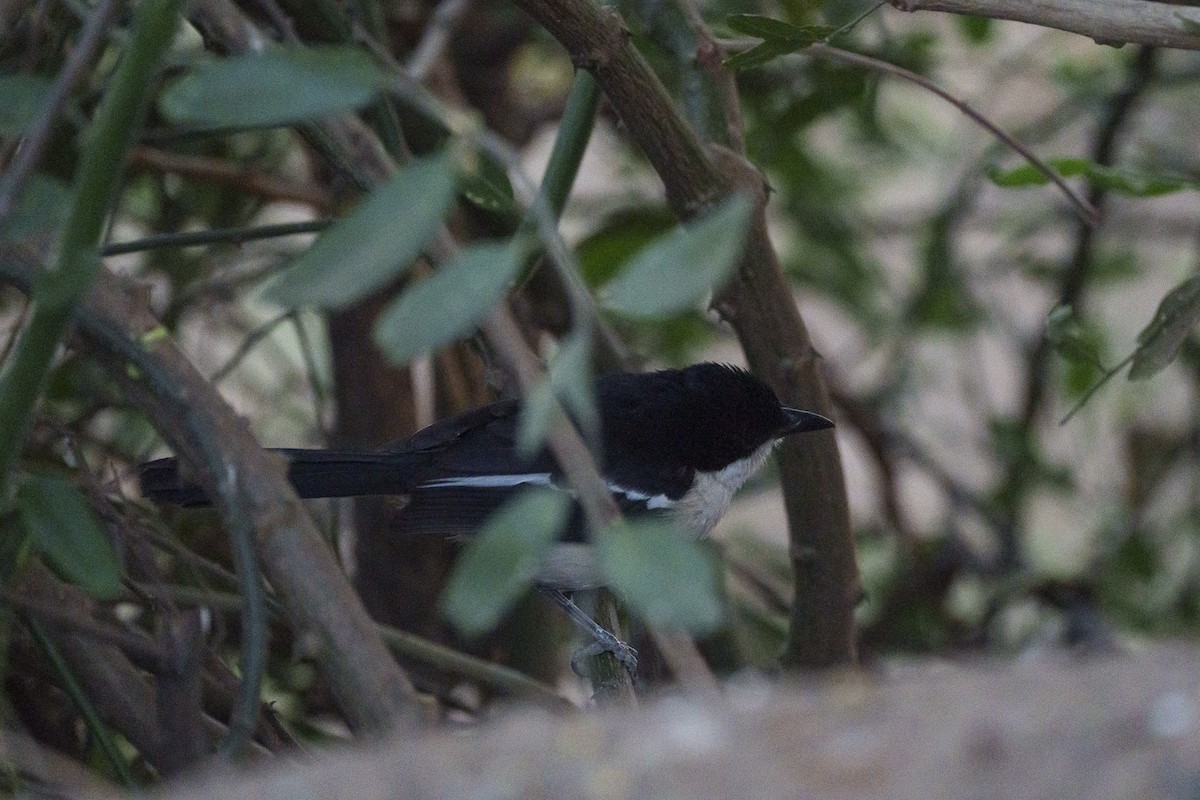 Tropical Boubou - ML646093982