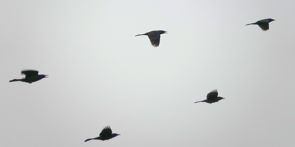 Common Grackle - ML646093983