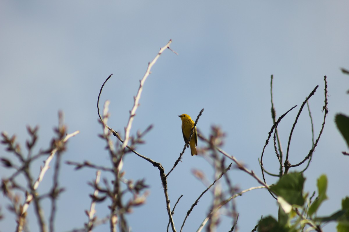 Northern Yellow Warbler - ML646093984