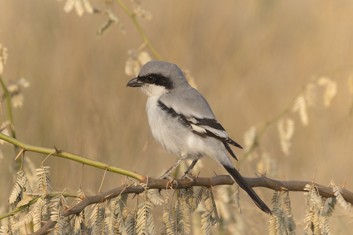 Great Gray Shrike - ML646093985