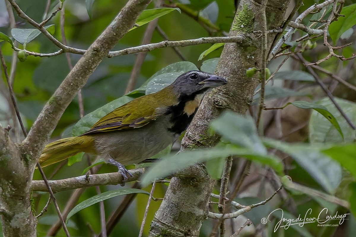 Buff-throated Saltator - ML646093986