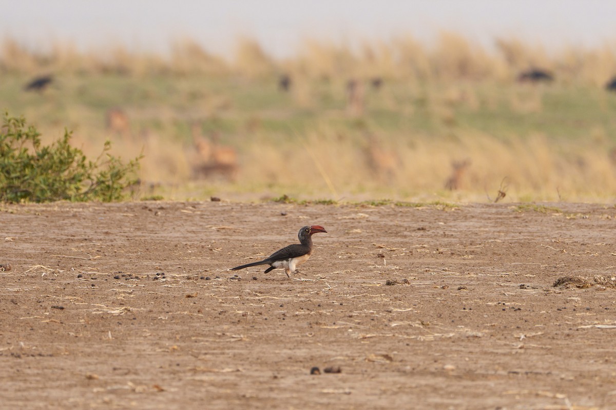 Crowned Hornbill - ML646093987