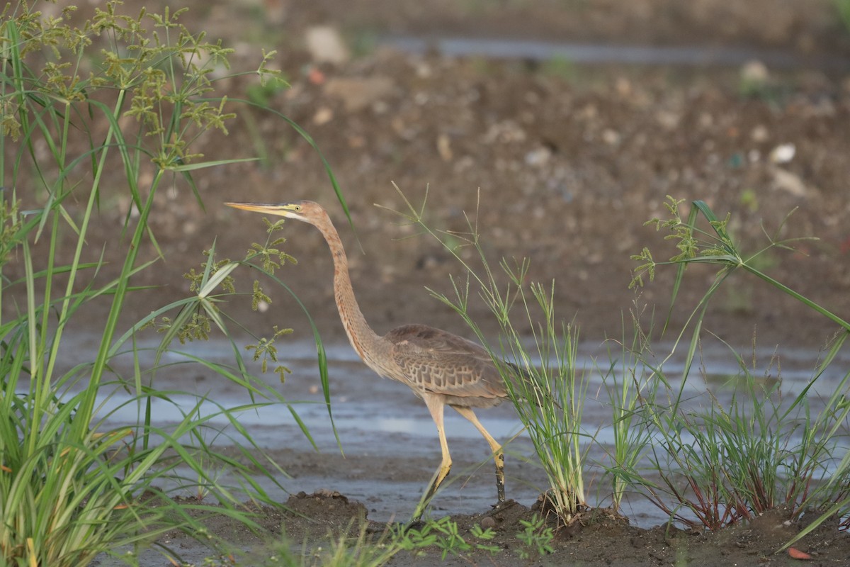 Purple Heron - ML646093988