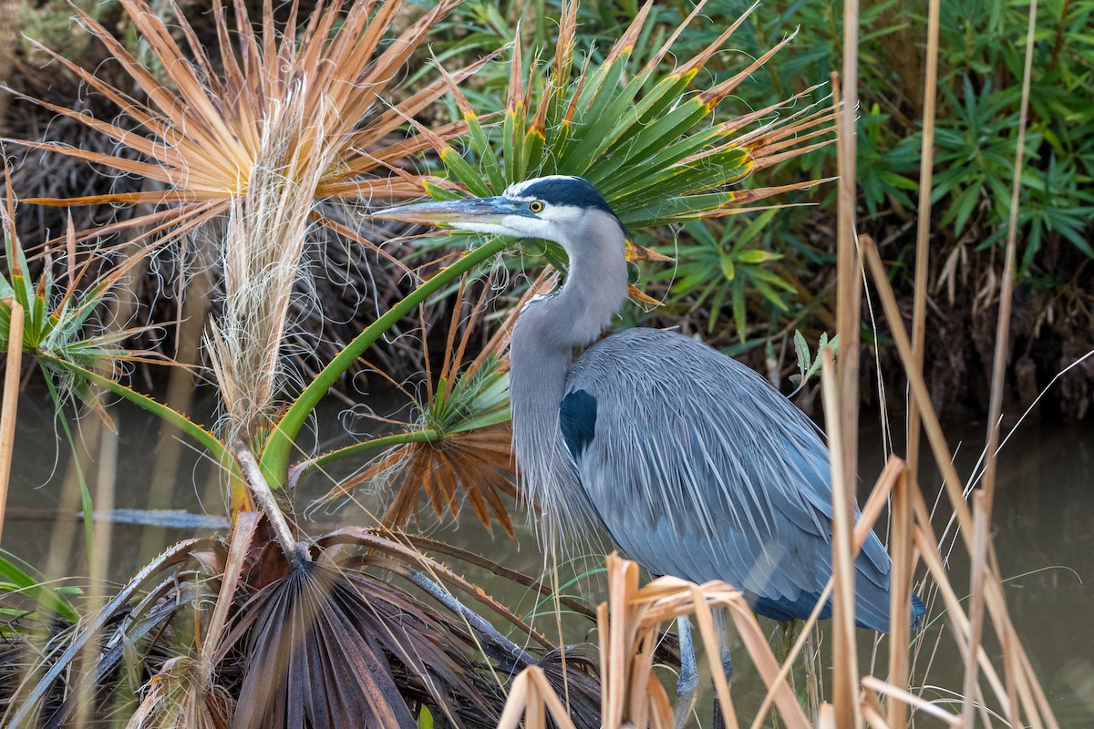 Great Blue Heron - ML646093989