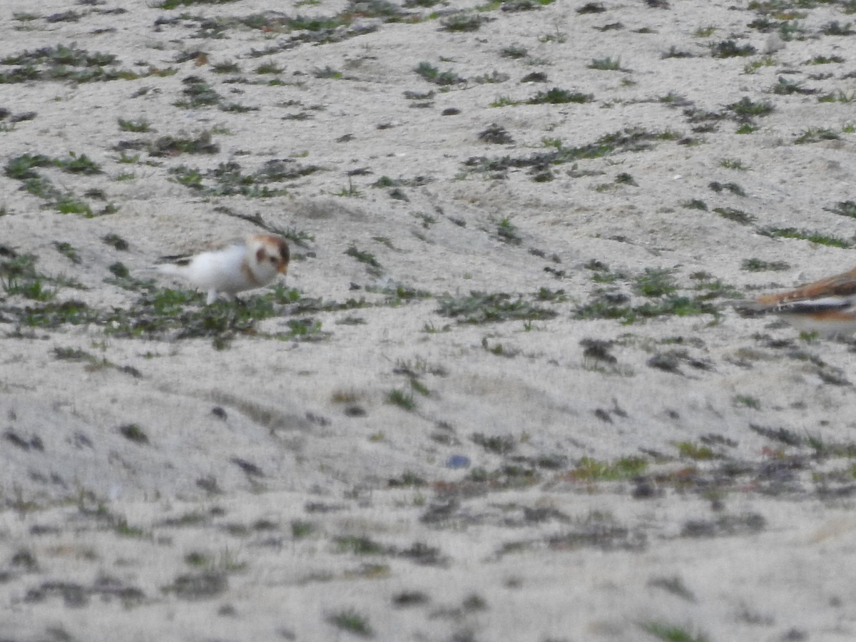 Snow Bunting - ML646093990