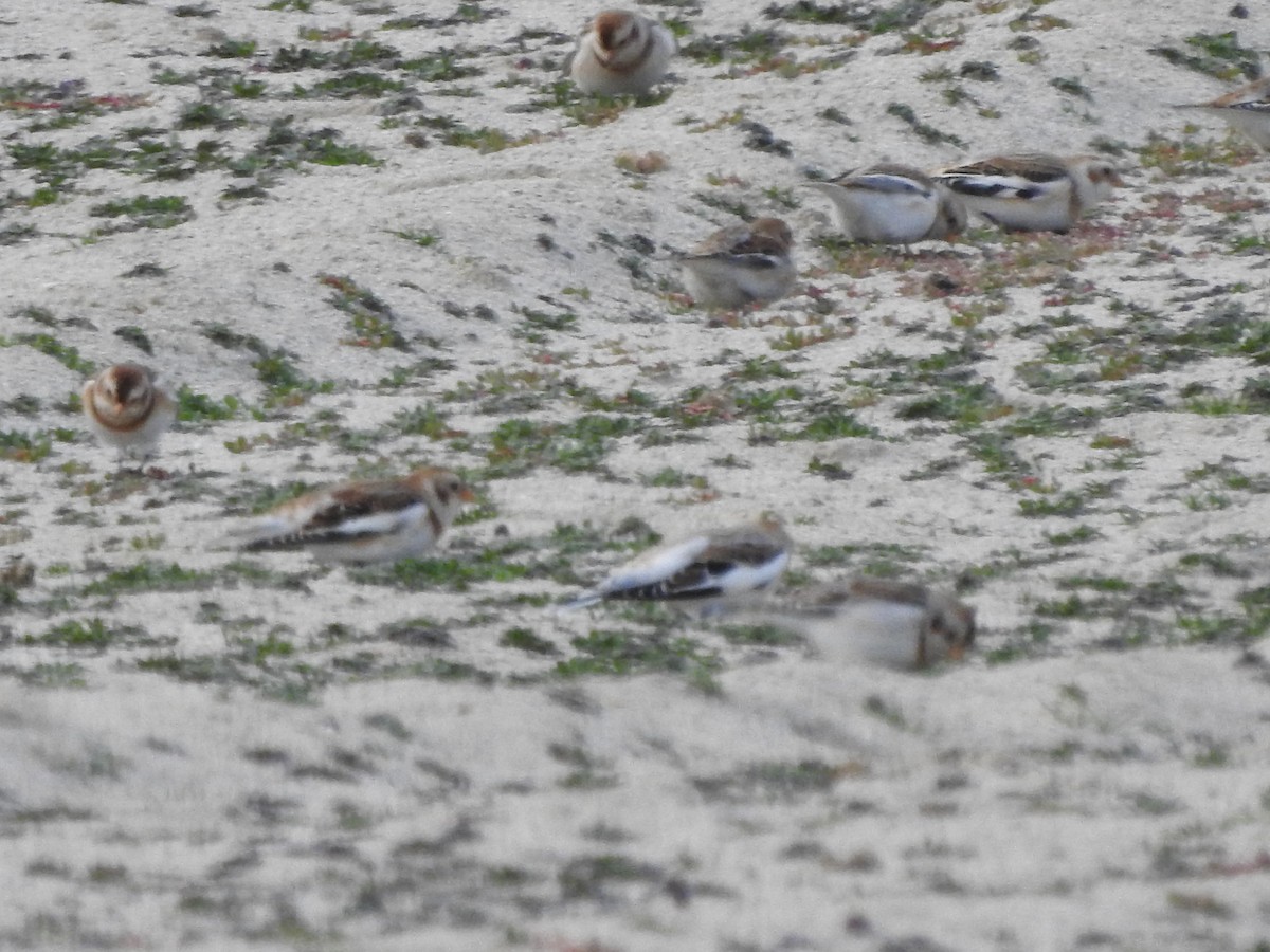 Snow Bunting - ML646093991