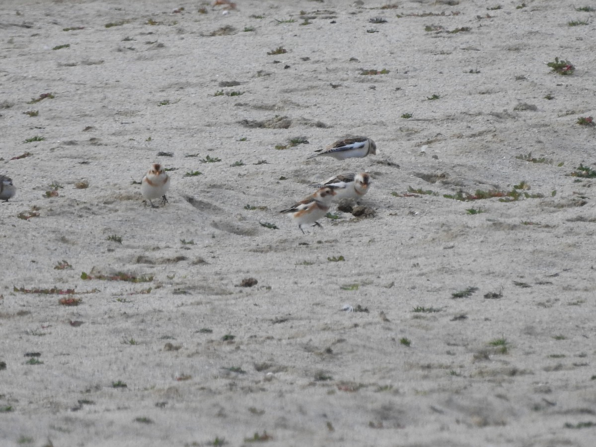 Snow Bunting - ML646093992