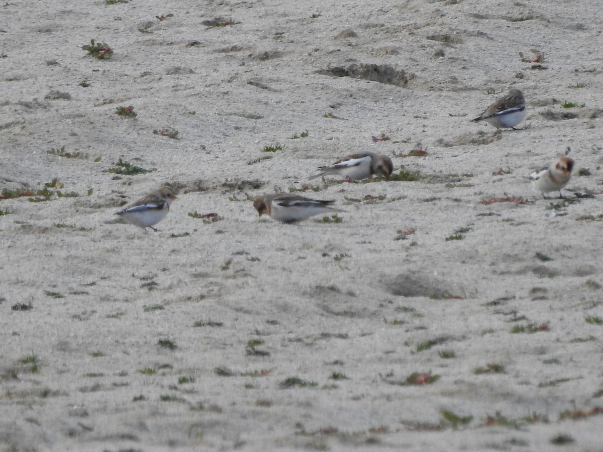 Snow Bunting - ML646093993