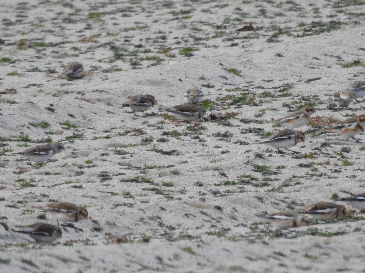 Snow Bunting - ML646093994