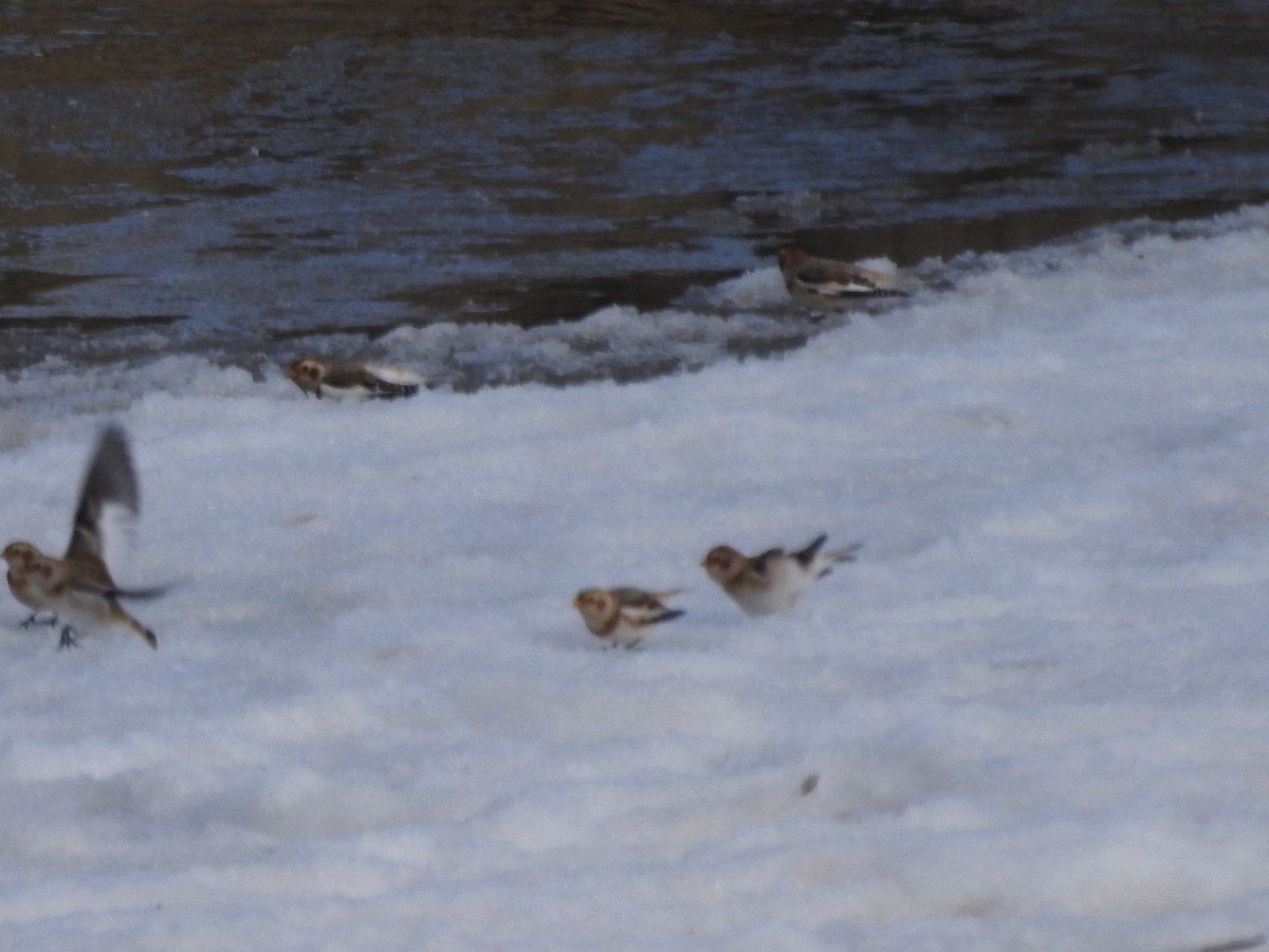 Snow Bunting - ML646093995