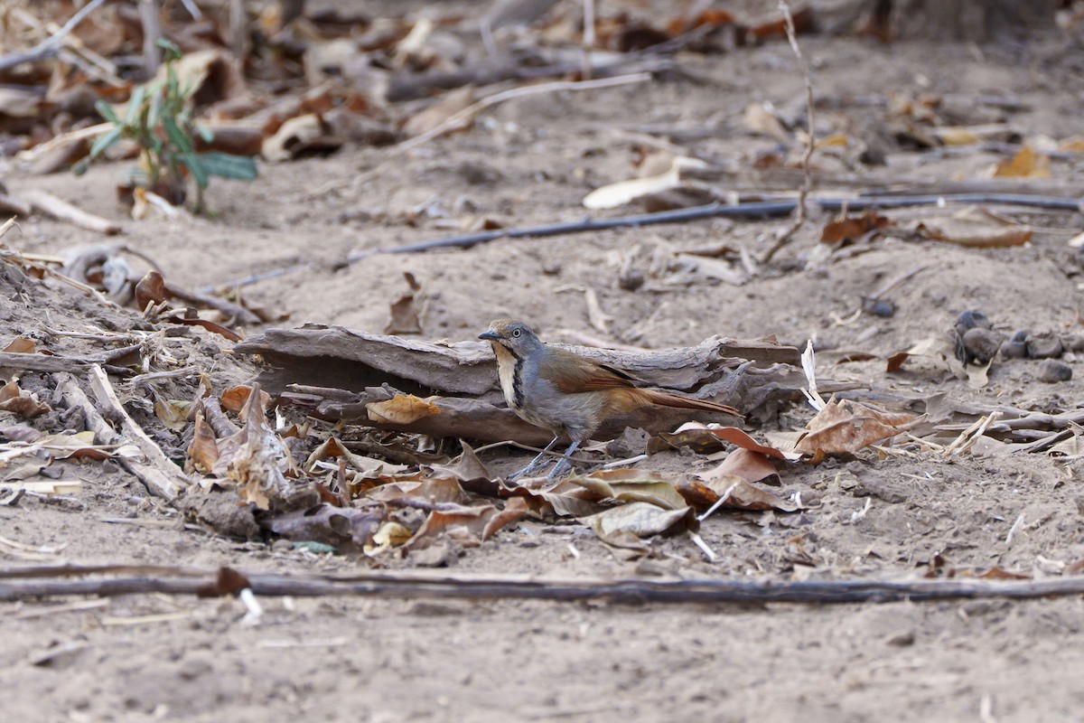 Collared Palm-Thrush - ML646094004