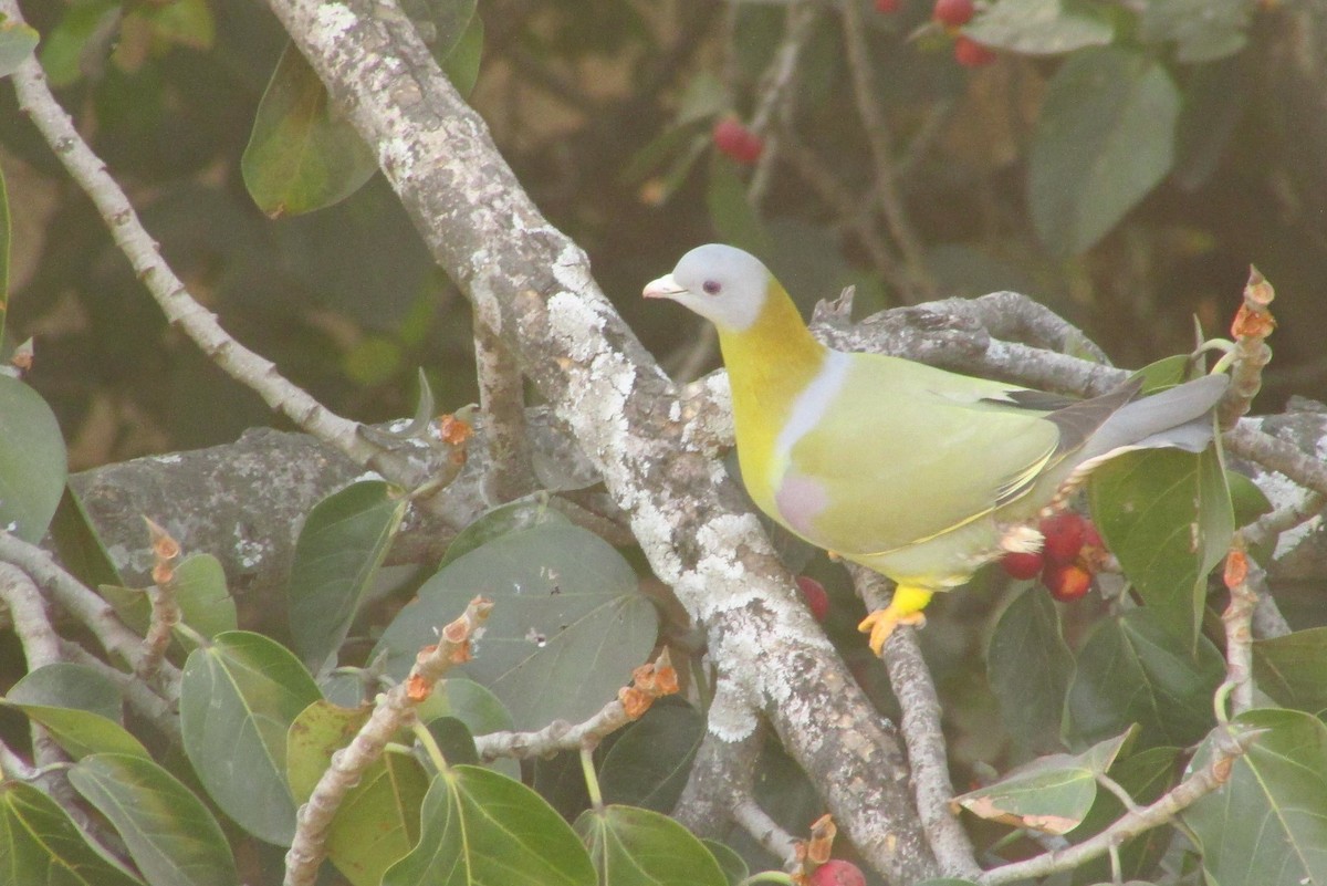 Yellow-footed Green-Pigeon - ML646094005