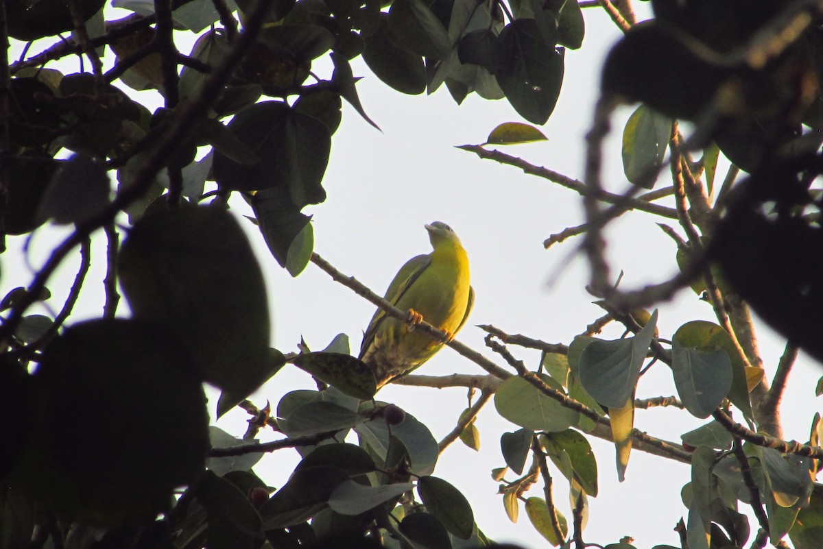 Yellow-footed Green-Pigeon - ML646094007