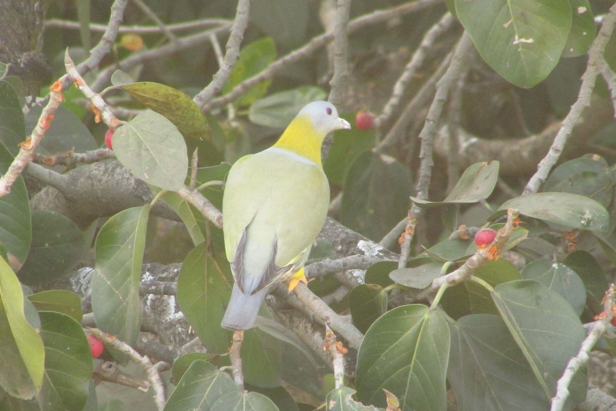 Yellow-footed Green-Pigeon - ML646094008