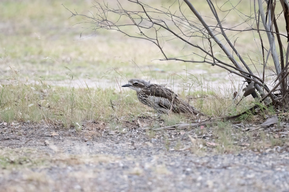 Bush Thick-knee - ML646094009
