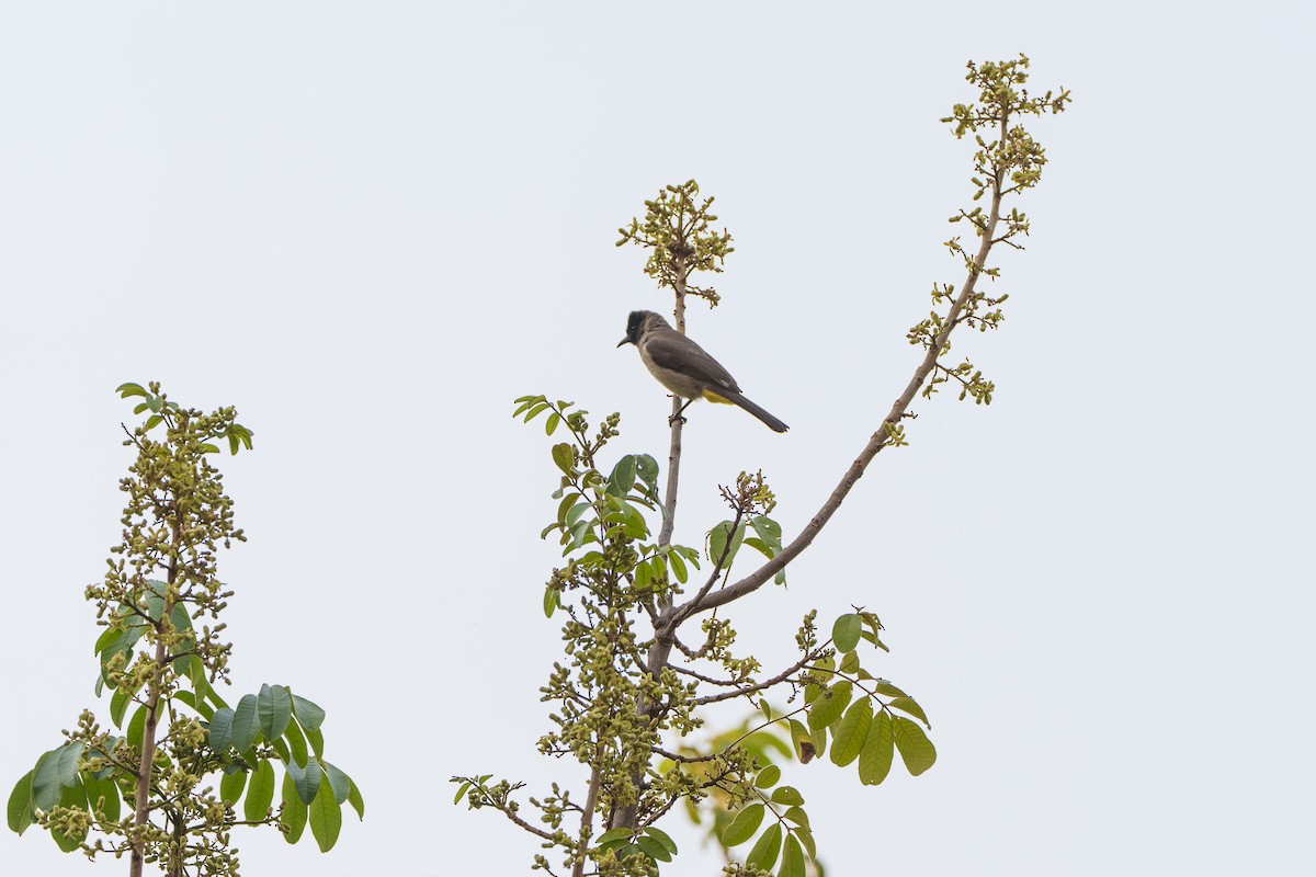 Common Bulbul - ML646094010