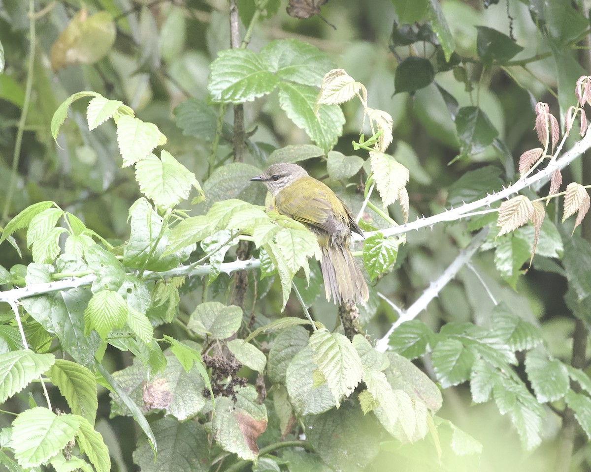 Kikuyu Mountain Greenbul - ML646094011