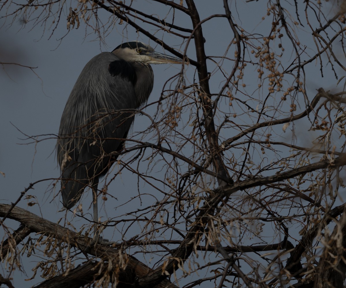 herodiashegre - ML646094016