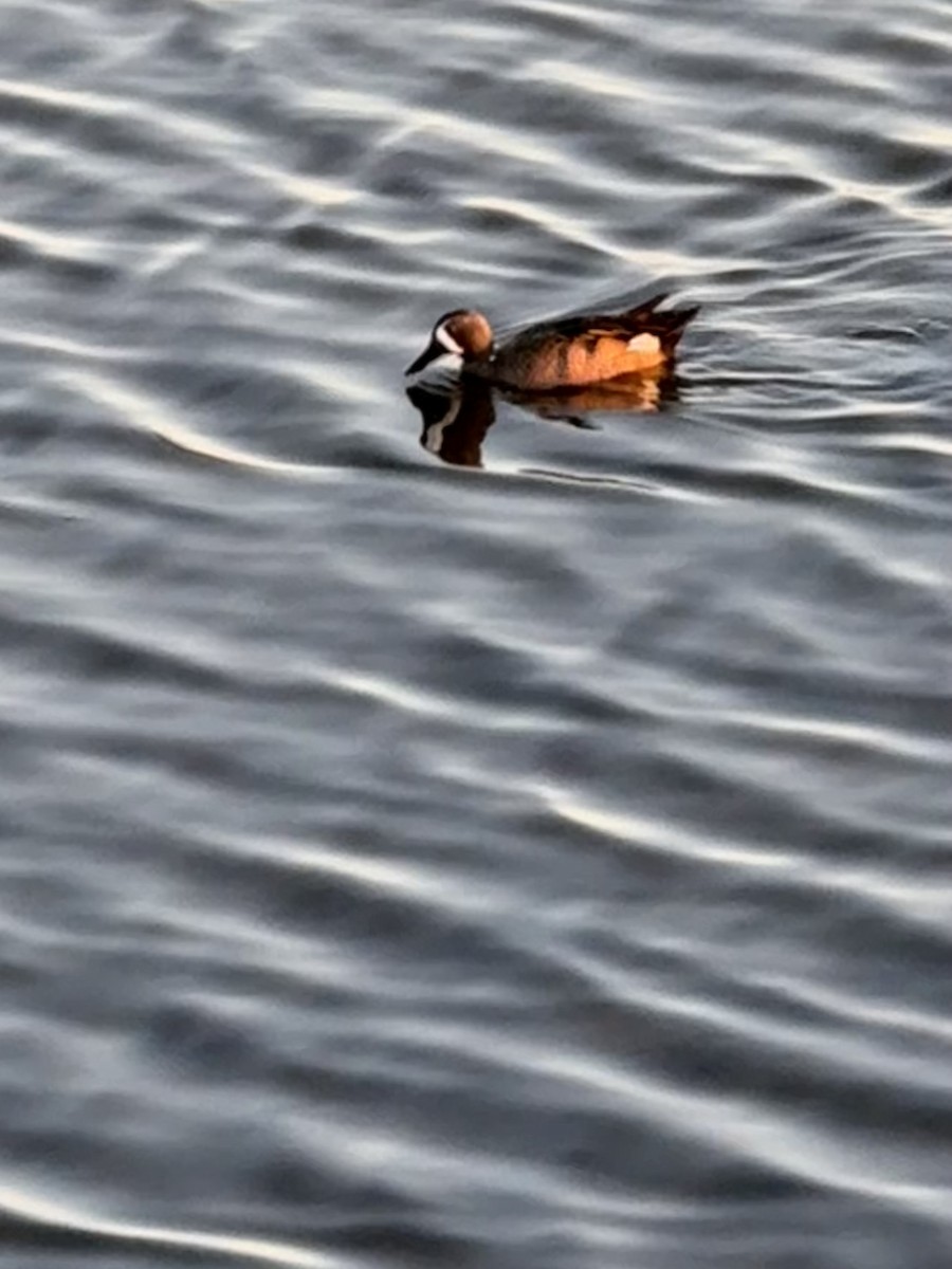 Blue-winged Teal - ML646094023