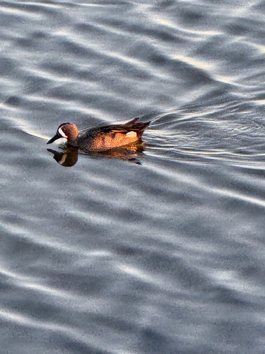 Blue-winged Teal - ML646094024