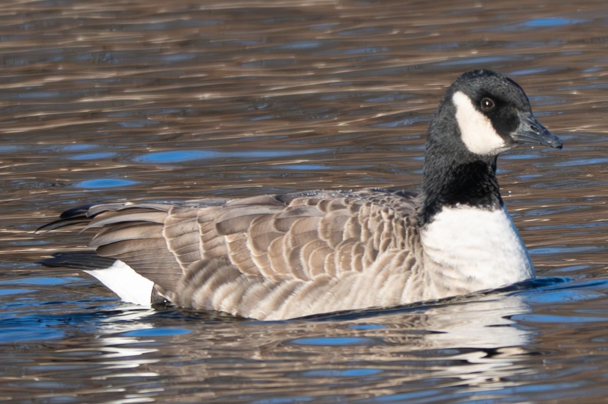 Cackling Goose - ML646094025